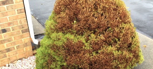 Problems With Dwarf Alberta Spruce