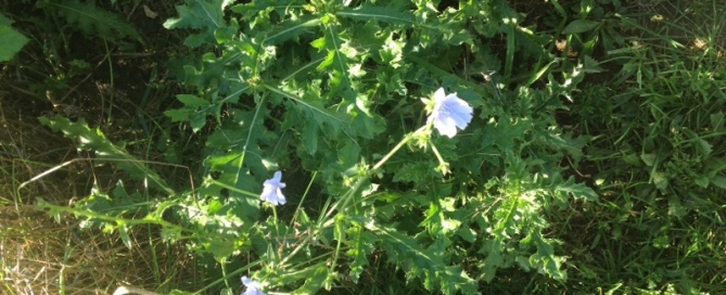 Common Chicory