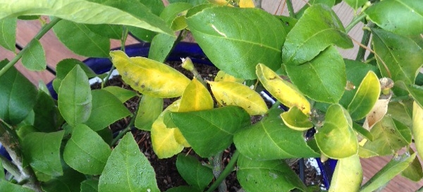 Potassium Deficiency On Citrus