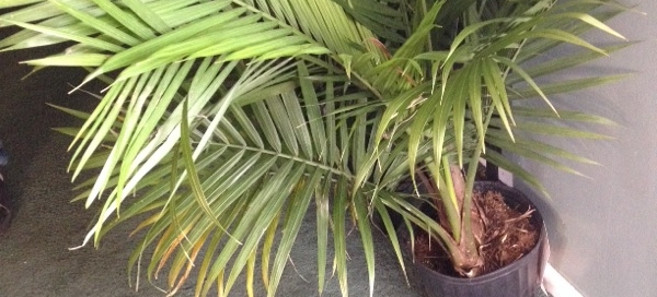 Revenea Palm Yellowing