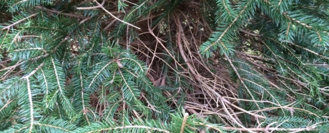 Dieback On Spruce Tree