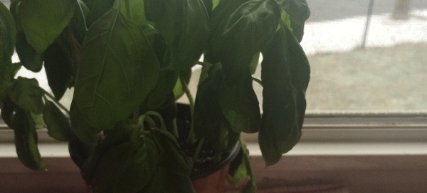 Drooping Basil Indoors