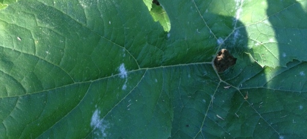 Powdery Mildew On Zucchini