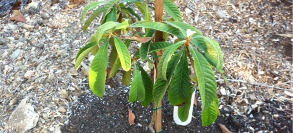 Loquat Wilt