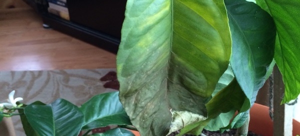 Ailing Lemon Tree