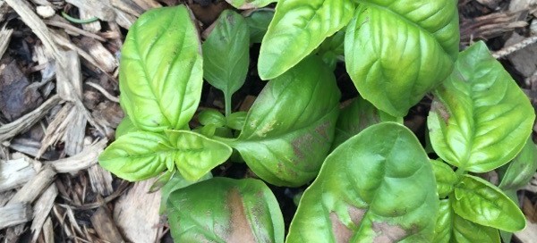 Sunburnreal World Stress On Basil