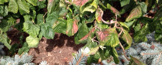 Walking Stick Leaf Browning