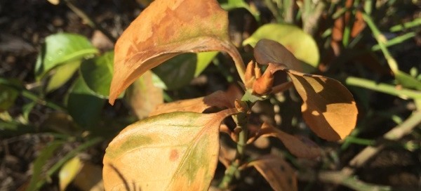 Winter Damage On Broad Leaf Evergreen