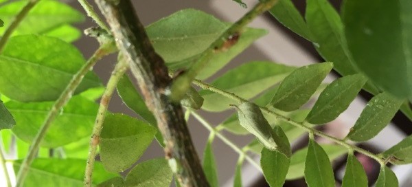 Scale Andor Spider Mites