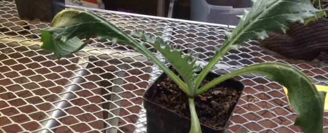 Curling Leaves On Artichoke