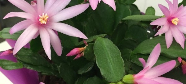 Spring Cactus  Easter Cactus