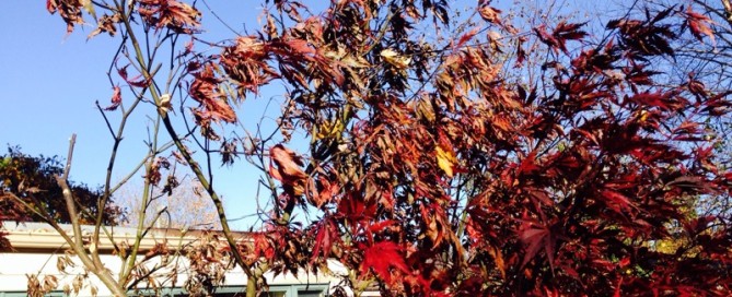 Japanese Maple Winter Damage