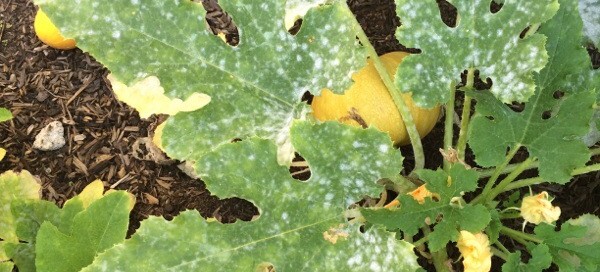 Powdery Mildew On Zucchini