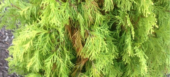 Arborvitae Dieback