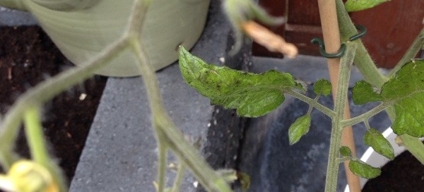 Tomato Nutrient Deficiency