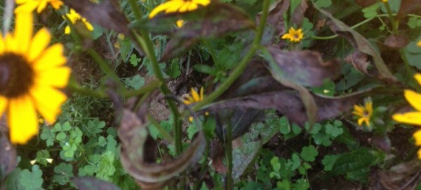 Leaf Fungus On Rudbeckia