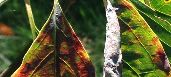 Leaf Spot On Dogwood