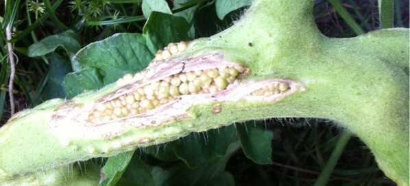 Split Tomato Stem