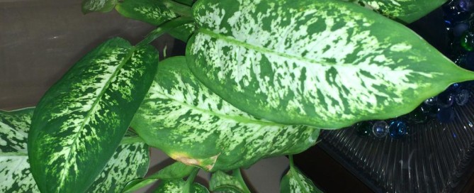 Problem With Dieffenbachia