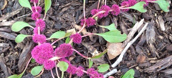 Purple Loosestrife