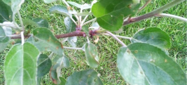 Shothole On Apple Tree