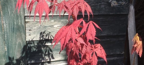 Japanese Maple