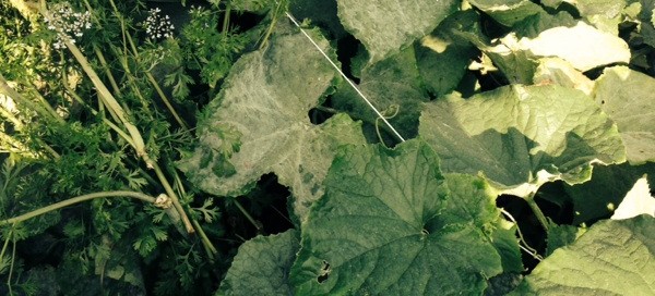 Powdery Mildew