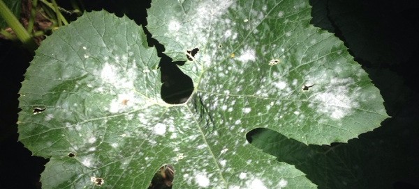 Powdery Mildew On Zucchini