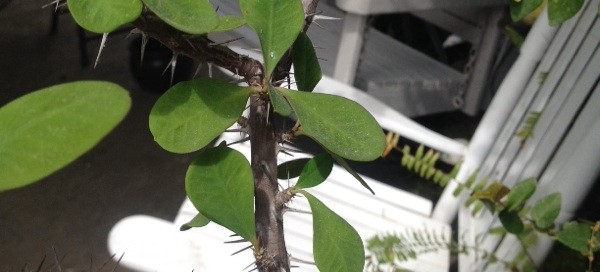 Crown Of Thorns