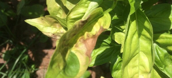 Basil Leaf Spot Or Downey Mildew