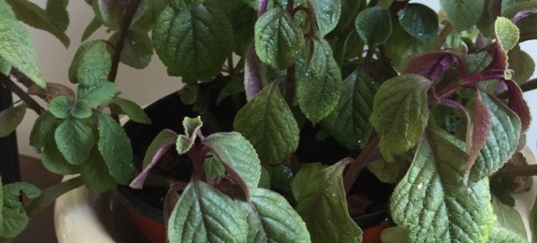 Plectranthus