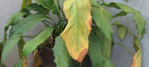 Peace Lily Problem