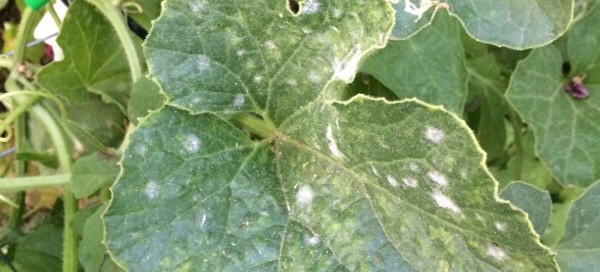 Powdery Mildew On Zucchini