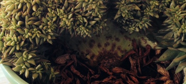 Crested Succulent