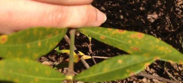 Leaf Spot On Gardenia