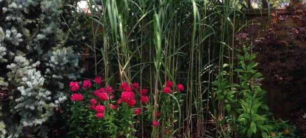 Elephant Grass Napier Grass Uganda Grass