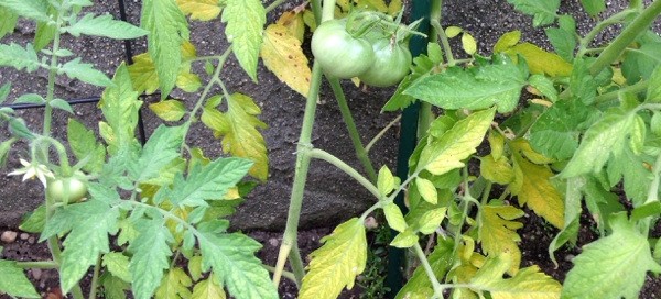 Tomato Nutrient Deficiency