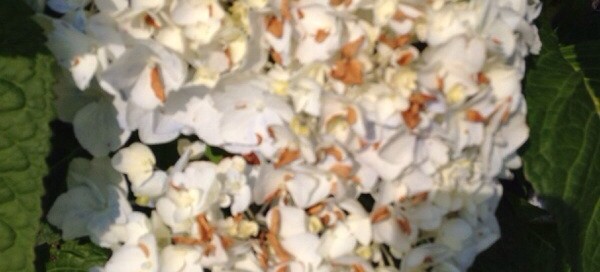 Browning On Hydrangea Flowers