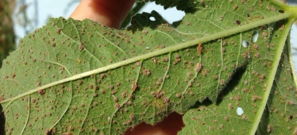 Scale Insects Severe Infestation