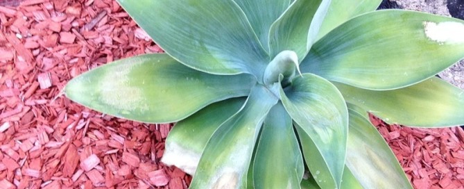 Agave Attenuata Cutting Transplant