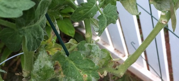 Powdery Mildew On Tomato Foliage