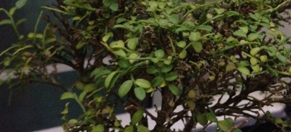 Bonsai Problem