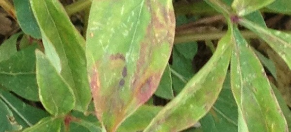 Bacterial Blight