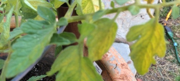 Tomato Nutrient Deficiency