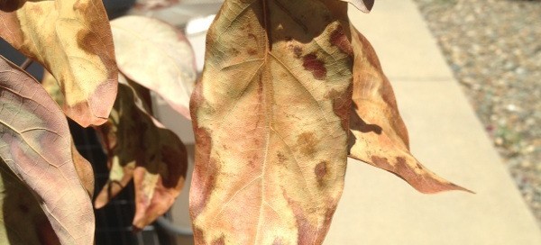 Avocado Stem  Leaf Death