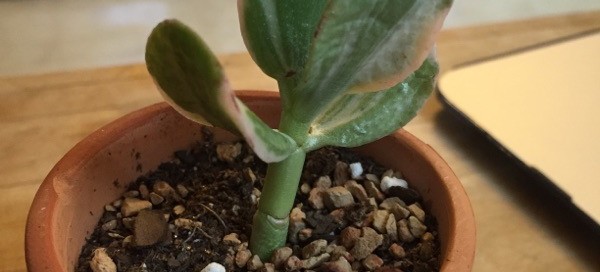 Tricolor Jade Plant