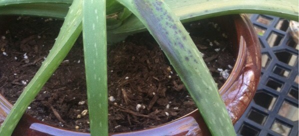 Weak Aloe