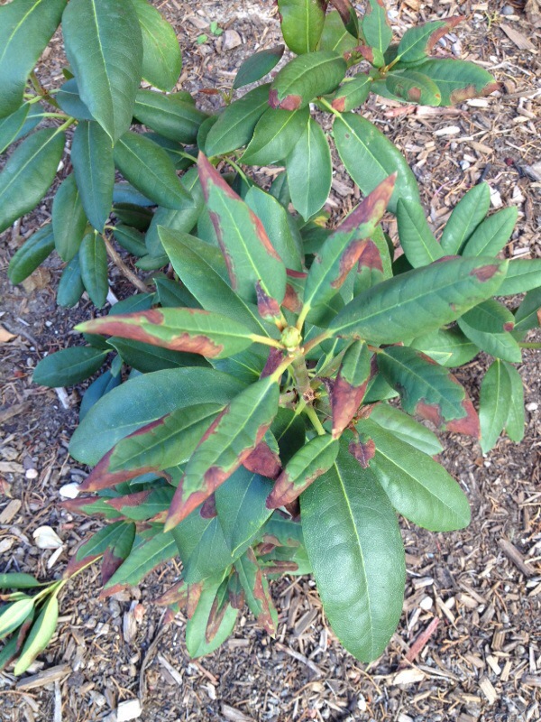 Leaf Burn Rhododendron