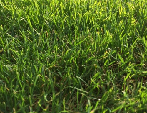 Turf Grass