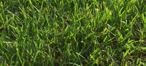 Turf Grass